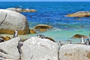 sea rocks penguins landscape 4k 1542242703 300x200 - sea, rocks, penguins, landscape 4k - Sea, Rocks, Penguins