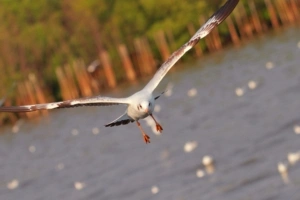 seagull bird sea flying flapping 4k 1542242976 300x200 - seagull, bird, sea, flying, flapping 4k - Seagull, Sea, Bird
