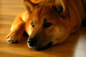shiba inu dog muzzle lies 4k 1542241884 300x200 - shiba inu, dog, muzzle, lies 4k - shiba inu, muzzle, Dog