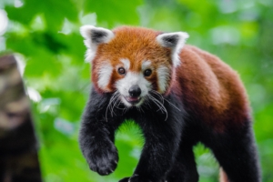 small panda red panda cute 4k 1542242785 300x200 - small panda, red panda, cute 4k - small panda, red panda, Cute