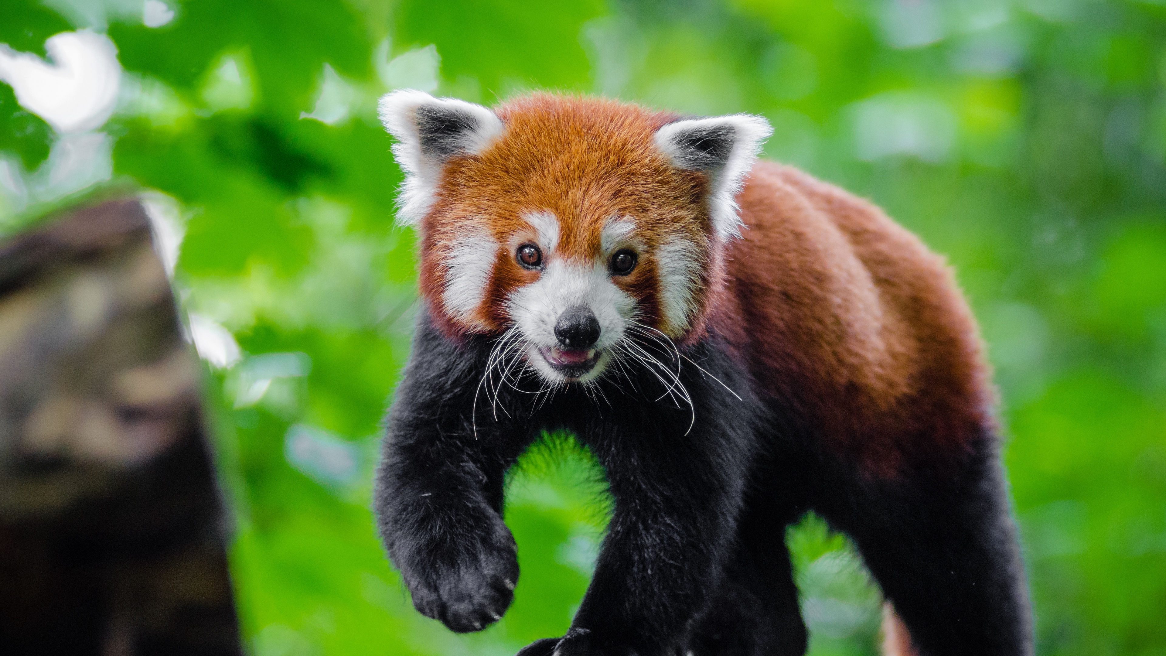 small panda red panda cute 4k 1542242785 - small panda, red panda, cute 4k - small panda, red panda, Cute