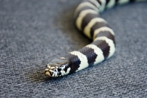 snake reptile head color 4k 1542241377 300x200 - snake, reptile, head, color 4k - Snake, reptile, Head