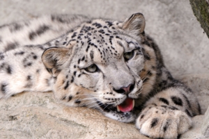 snow leopard 4k 1542237840 300x200 - Snow Leopard 4k - snow leopard wallpapers, predator wallpapers, animals wallpapers
