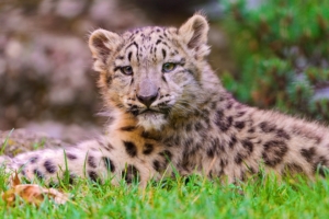 snow leopard cub grass lie 4k 1542242205 300x200 - snow leopard, cub, grass, lie 4k - snow leopard, Grass, Cub