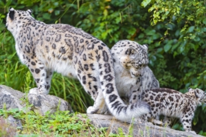 snow leopard little family 4k 1542242550 300x200 - snow leopard, little, family 4k - snow leopard, Little, Family