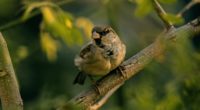 sparrow bird blur 4k 1542243033 200x110 - sparrow, bird, blur 4k - Sparrow, Blur, Bird