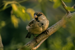 sparrow bird blur 4k 1542243033 300x200 - sparrow, bird, blur 4k - Sparrow, Blur, Bird