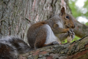 squirrel bark nuts animal 4k 1542242346 300x200 - squirrel, bark, nuts, animal 4k - Squirrel, nuts, bark