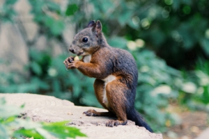 squirrel food rodent 4k 1542241415 300x200 - squirrel, food, rodent 4k - Squirrel, rodent, food