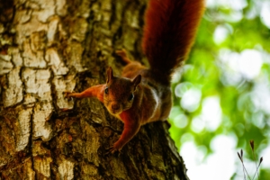 squirrel tree climb 4k 1542241878 300x200 - squirrel, tree, climb 4k - tree, Squirrel, climb
