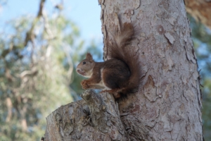 squirrel tree rodent 4k 1542243054 300x200 - squirrel, tree, rodent 4k - tree, Squirrel, rodent