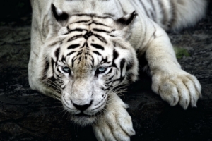 tiger albino 4k 1542237827 300x200 - Tiger Albino 4k - tiger wallpapers, predator wallpapers, king wallpapers, animals wallpapers
