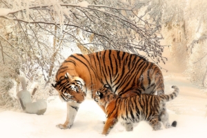 tiger baby felidaee 1542238860 300x200 - Tiger Baby Felidaee - tiger wallpapers, snow wallpapers, hd-wallpapers, animals wallpapers, 4k-wallpapers