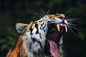 tiger big cat face teeth anger 4k 1542241809 300x200 - tiger, big cat, face, teeth, anger 4k - Tiger, Face, big cat