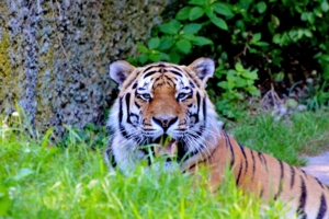 tiger big cat predator look 4k 1542242483 300x200 - tiger, big cat, predator, look 4k - Tiger, Predator, big cat