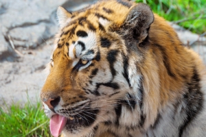 tiger face protruding tongue striped predator 4k 1542242106 300x200 - tiger, face, protruding tongue, striped, predator 4k - Tiger, protruding tongue, Face