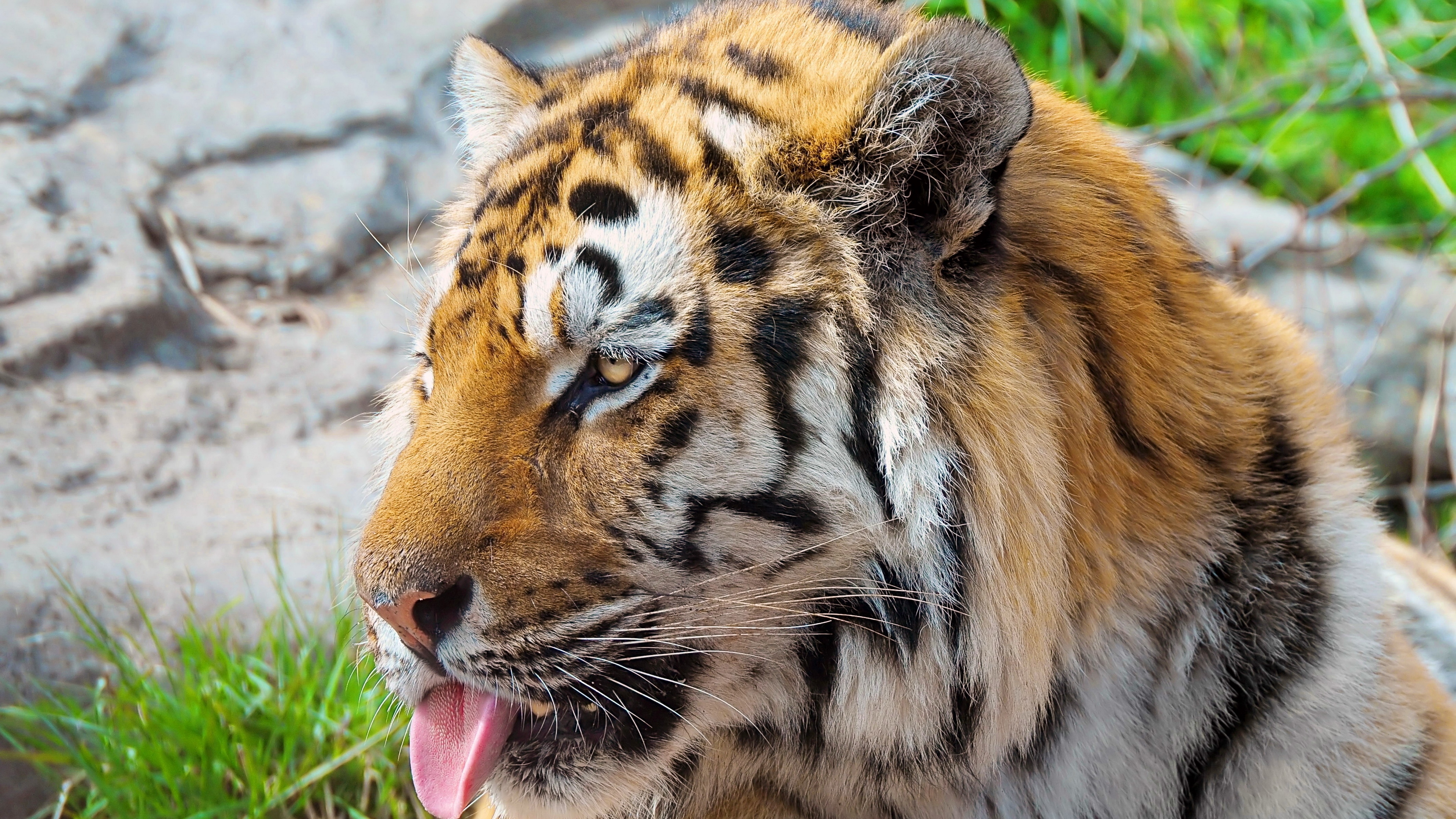 tiger face protruding tongue striped predator 4k 1542242106 - tiger, face, protruding tongue, striped, predator 4k - Tiger, protruding tongue, Face
