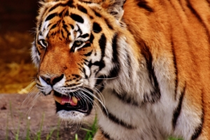 tiger muzzle predator 4k 1542242488 300x200 - tiger, muzzle, predator 4k - Tiger, Predator, muzzle