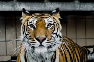 tiger muzzle predator big cat look 4k 1542242777 300x200 - tiger, muzzle, predator, big cat, look 4k - Tiger, Predator, muzzle