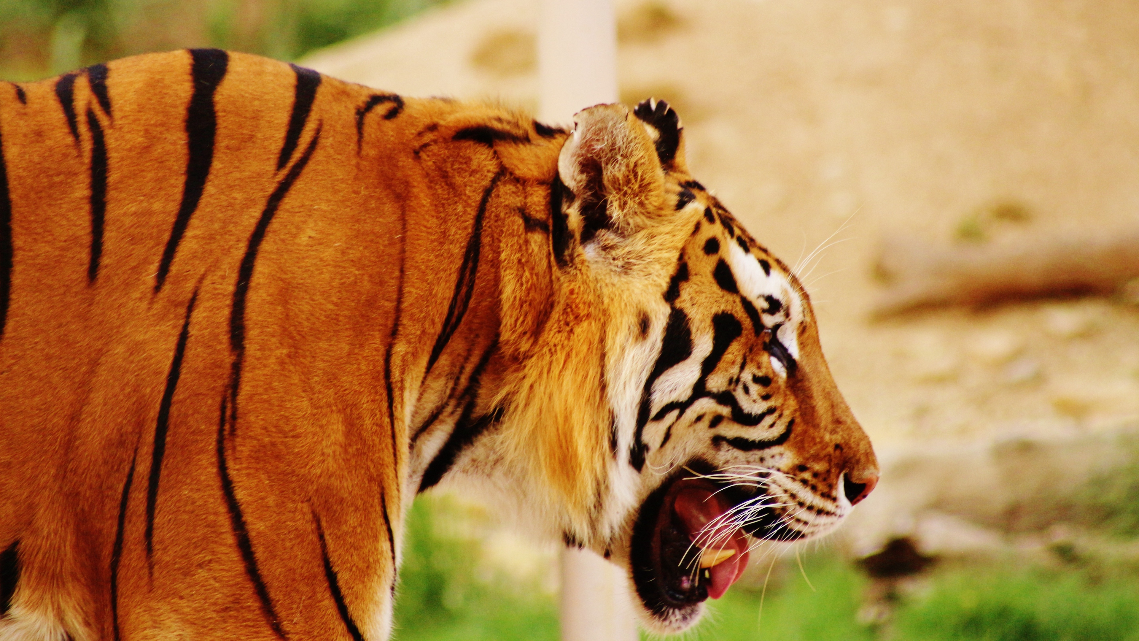 tiger muzzle profile predator 4k 1542241974 - tiger, muzzle, profile, predator 4k - Tiger, Profile, muzzle