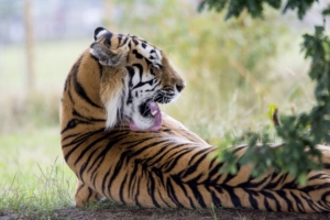 tiger predator back lick 4k 1542242350 300x200 - tiger, predator, back, lick 4k - Tiger, Predator, Back