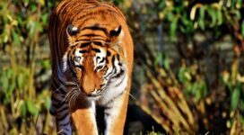 tiger predator big cat walk 4k 1542242296 272x150 - tiger, predator, big cat, walk 4k - Tiger, Predator, big cat