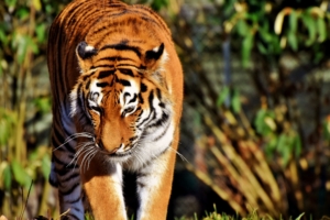 tiger predator big cat walk 4k 1542242296 300x200 - tiger, predator, big cat, walk 4k - Tiger, Predator, big cat
