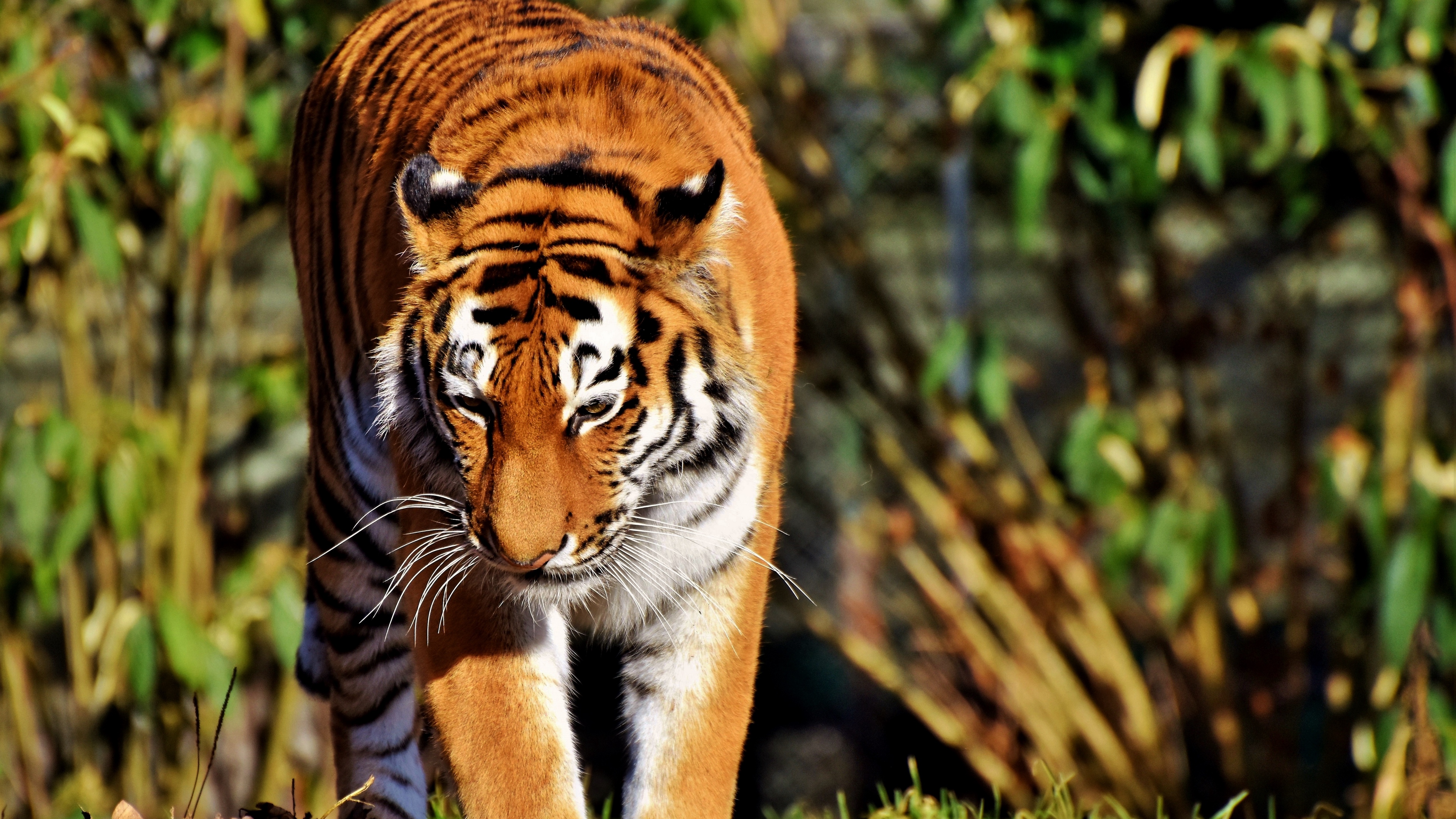 tiger predator big cat walk 4k 1542242296 - tiger, predator, big cat, walk 4k - Tiger, Predator, big cat