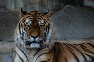 tiger predator muzzle big cat 4k 1542242042 300x200 - tiger, predator, muzzle, big cat 4k - Tiger, Predator, muzzle