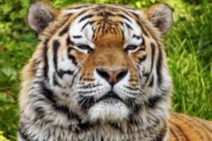 tiger predator muzzle big cat 4k 1542242445 300x200 - tiger, predator, muzzle, big cat 4k - Tiger, Predator, muzzle