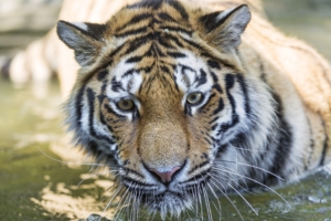 tiger predator muzzle eyes big cat 4k 1542242213 300x200 - tiger, predator, muzzle, eyes, big cat 4k - Tiger, Predator, muzzle