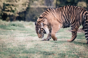 tiger predator walk grass 4k 1542242859 300x200 - tiger, predator, walk, grass 4k - walk, Tiger, Predator