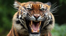 tiger teeths 4k 1542238046 272x150 - Tiger Teeths 4k - tiger wallpapers, teeth wallpapers, predator wallpapers, animals wallpapers