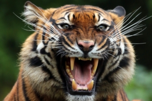 tiger teeths 4k 1542238046 300x200 - Tiger Teeths 4k - tiger wallpapers, teeth wallpapers, predator wallpapers, animals wallpapers