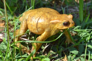 toad amphibian frog grass 4k 1542242924 300x200 - toad, amphibian, frog, grass 4k - toad, Frog, amphibian