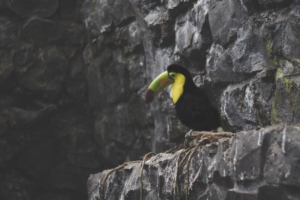 toucan bird rocks sitting 4k 1542241938 300x200 - toucan, bird, rocks, sitting 4k - Toucan, Rocks, Bird