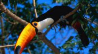 toucan tree beak color 4k 1542242816 200x110 - toucan, tree, beak, color 4k - tree, Toucan, beak