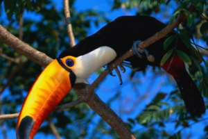 toucan tree beak color 4k 1542242816 300x200 - toucan, tree, beak, color 4k - tree, Toucan, beak