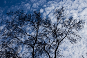 tree branches clouds 4k 1541114759 300x200 - tree, branches, clouds 4k - tree, Clouds, branches