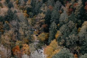 trees aerial view autumn colors of autumn tops 4k 1541117295 300x200 - trees, aerial view, autumn, colors of autumn, tops 4k - Trees, Autumn, aerial view