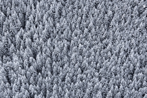 trees top view snow snowy 4k 1541114657 300x200 - trees, top view, snow, snowy 4k - Trees, top view, Snow