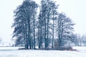 trees winter snow 4k 1541116555 300x200 - trees, winter, snow 4k - Winter, Trees, Snow