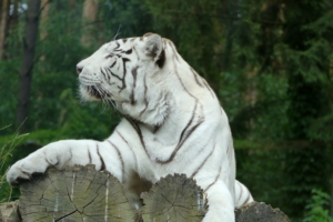white tiger bengal tiger predator 4k 1542241353 300x200 - white tiger, bengal tiger, predator 4k - white tiger, Predator, bengal tiger