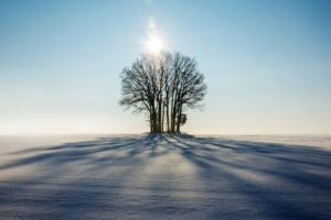 winter horizon tree snow sunlight 4k 1541114294 300x200 - winter, horizon, tree, snow, sunlight 4k - Winter, tree, Horizon