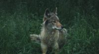 wolf predator grass 4k 1542242068 200x110 - wolf, predator, grass 4k - Wolf, Predator, Grass