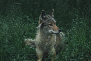 wolf predator grass 4k 1542242068 300x200 - wolf, predator, grass 4k - Wolf, Predator, Grass