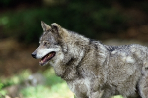 wolf predator wool 4k 1542242220 300x200 - wolf, predator, wool 4k - wool, Wolf, Predator