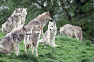 wolves family flock 4k 1542242680 300x200 - wolves, family, flock 4k - Wolves, flock, Family