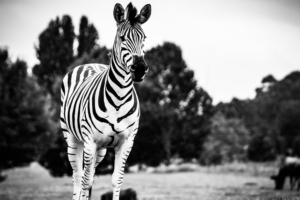 zebra black and white 4k 1542238299 300x200 - Zebra Black And White 4k - zebra wallpapers, hd-wallpapers, black and white wallpapers, animals wallpapers, 5k wallpapers, 4k-wallpapers