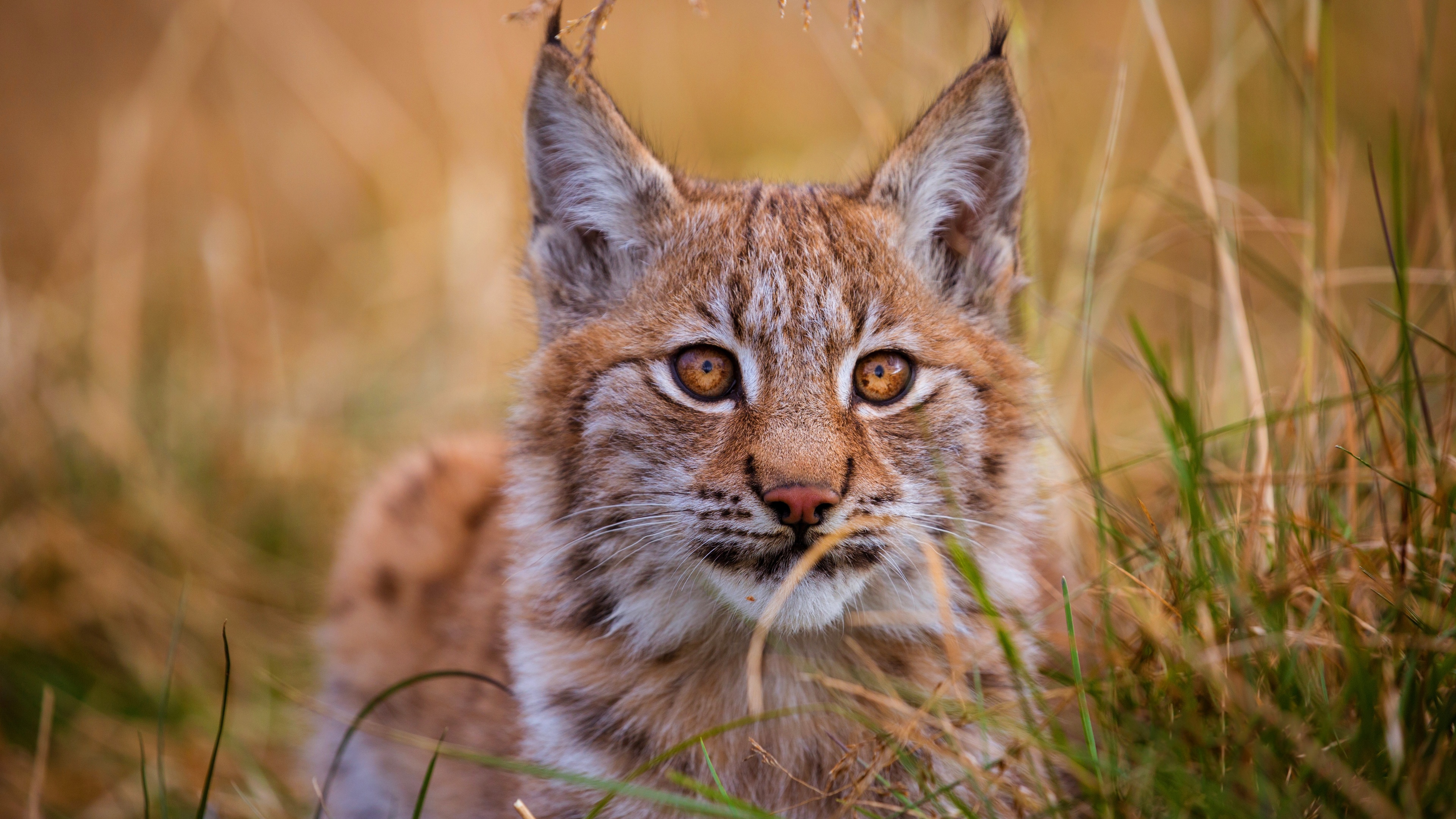 Iphone 8 Wildlife Big Cats Lynx wallpaper  Download TOP Free backgrounds